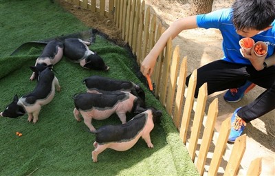 Mitä tekisit, jos marsu saisi lämpöhalvauksen?